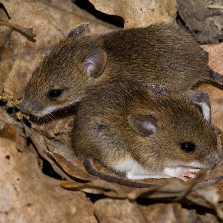 Уничтожения мышей в частном доме в Новополоцке?