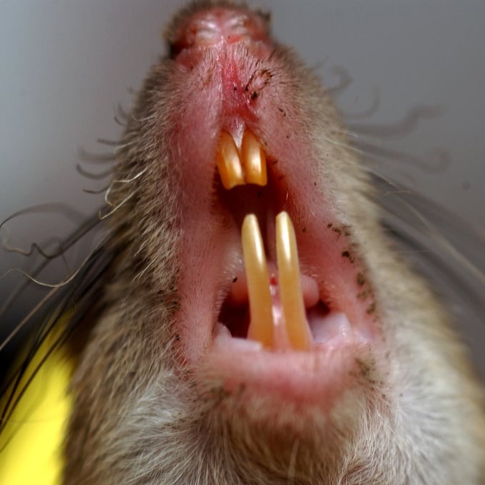 Дератизация крыс в Новополоцке?